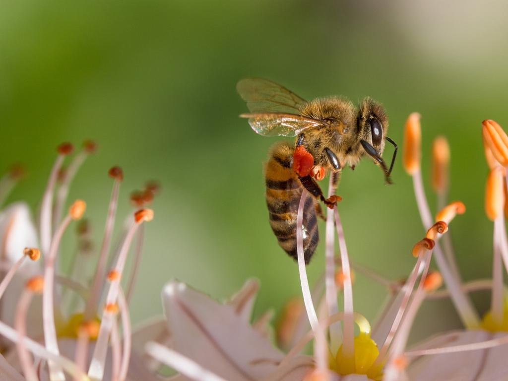 Bee